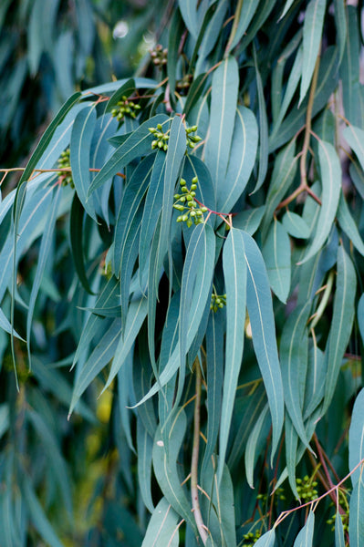 Eukalyptusöl – Eucalyptus Globulus