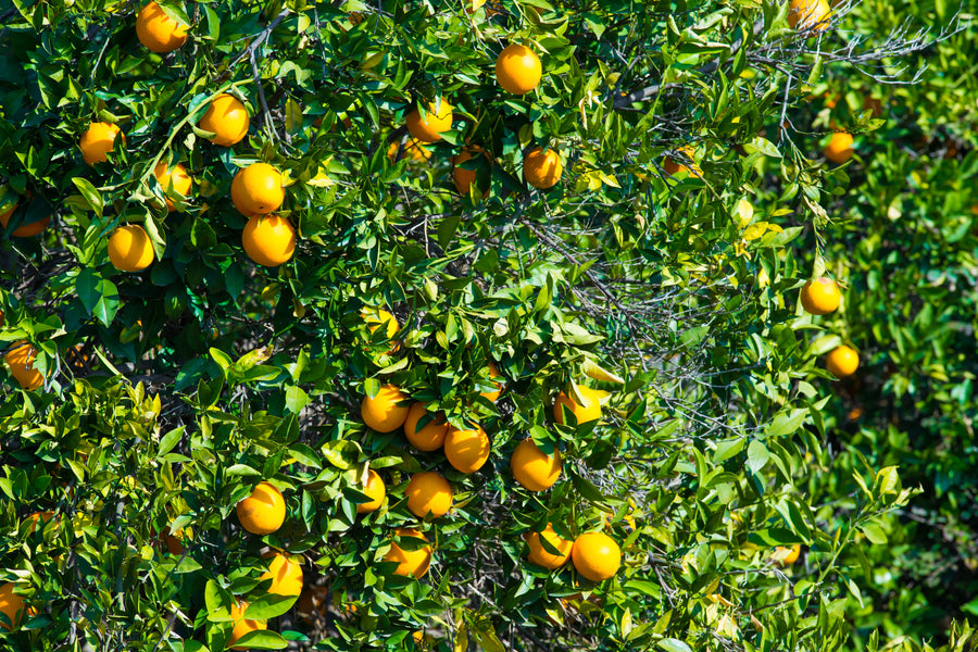 Orangenöl Italienisch - Citrus Sinensis