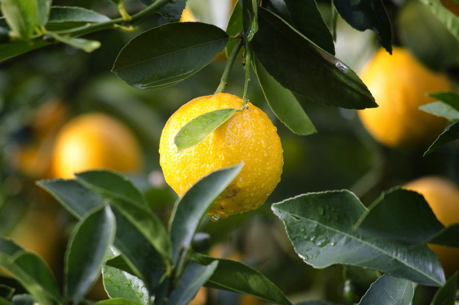Zitronenöl Italienisch - Citrus Limon L